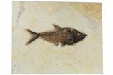 Fossil Fish (Diplomystus) - Wyoming #189268-1